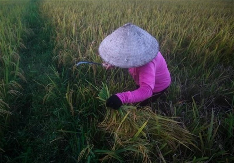 ملیون طن من الأرز الفیتنامی إلى مصر