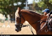 مشهد| نایب قهرمان جهانی سوارکاری: با اسب قرضی به مسابقات اعزام شدم