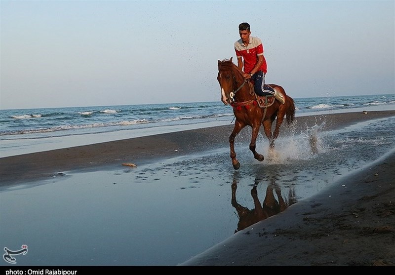 مشهد|نایب قهرمان جهانی سوارکاری: سوارکاری با «باندبازی» پیش می‌رود؛ نقش پررنگ دلالان در انتقال اسب‌های اروپایی به ایران