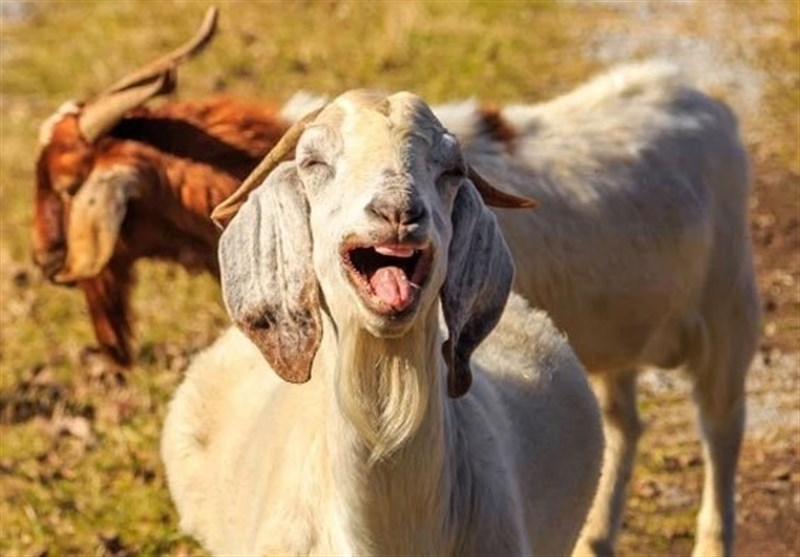 بکرے اور بکریاں انسانی مسکراہٹ سے متاثر ہوتے ہیں: تحقیق