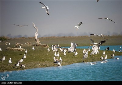 درختان حرا و چندل در دریا در این تالاب جهانی رویش کرده و با حالت جذر و مدی از دریا نمایان می شوند که محل تخم گذاری و زاد و ولد انواع آبزیان و پرورش آنان و همچنین انواع پرندگان دریایی است.