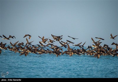 درختان حرا و چندل در دریا در این تالاب جهانی رویش کرده و با حالت جذر و مدی از دریا نمایان می شوند که محل تخم گذاری و زاد و ولد انواع آبزیان و پرورش آنان و همچنین انواع پرندگان دریایی است.