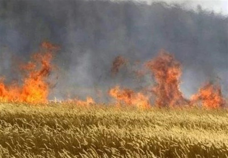 مرکزی| 20 هکتار از اراضی شازند در آتش سوخت