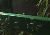 Mosquitoes Take over Russian City (+Video)
