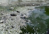 مرگ ماهیان رودخانه دره‌شوره کهگیلویه در پی برداشت غیر‌مجاز آب