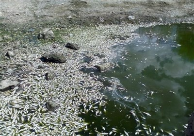  مرگ ماهیان رودخانه دره‌شوره کهگیلویه در پی برداشت غیر‌مجاز آب 