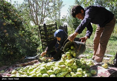 برداشت گلابی در روستای چهارباغ نیشابور