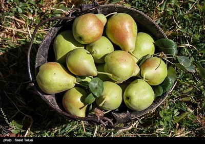 برداشت گلابی در روستای چهارباغ نیشابور