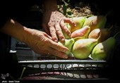 قیمت عمده فروشی انواع میوه و تره بار تا 13 آبان