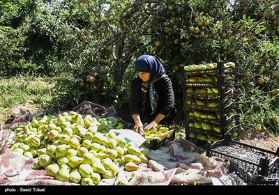 برداشت گلابی در روستای چهارباغ نیشابور