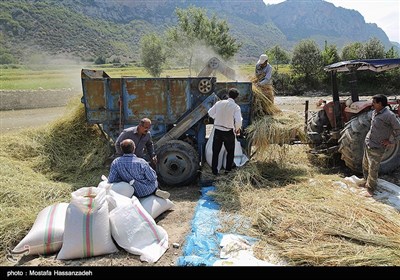 برداشت برنج در گلستان