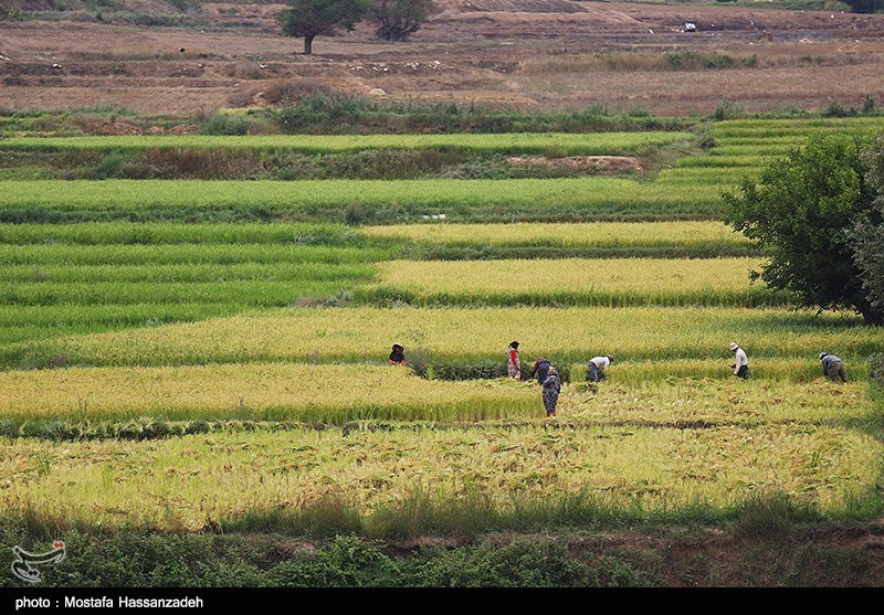جشنواره ملی برنج کشور در آمل برگزار می‌شود