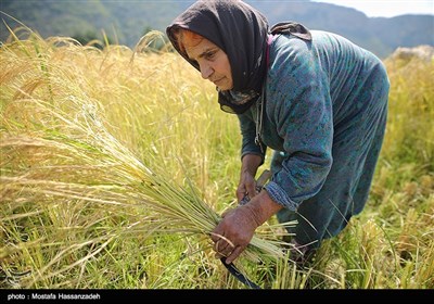 برداشت برنج در گلستان