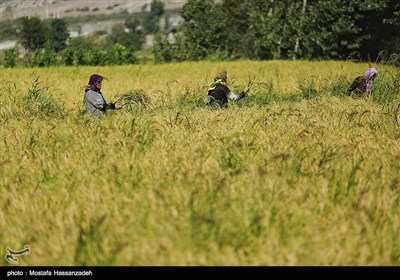 برداشت برنج در گلستان