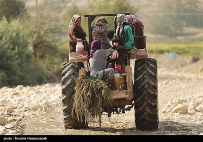 برداشت برنج در گلستان