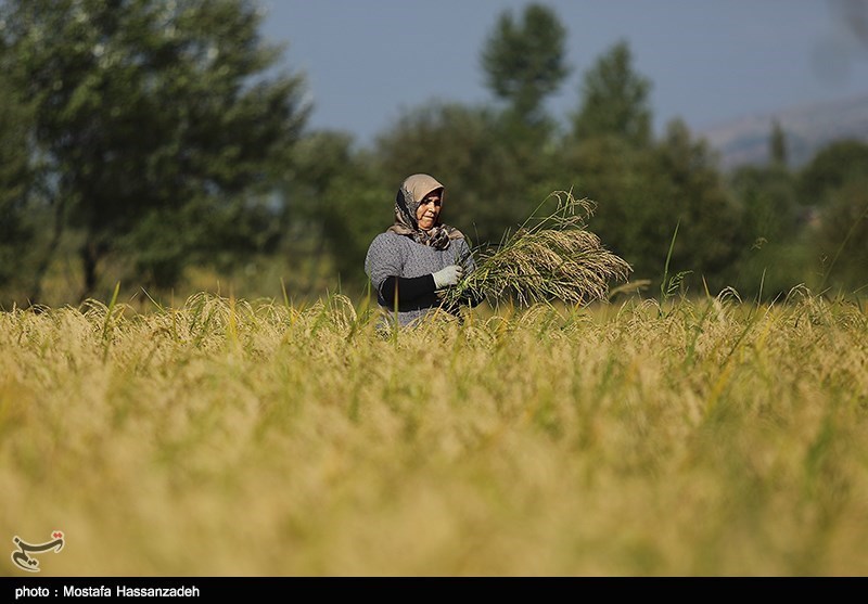 گیلان| ایران تا 4 سال آینده در حوزه تولید برنج خودکفا می‌شود