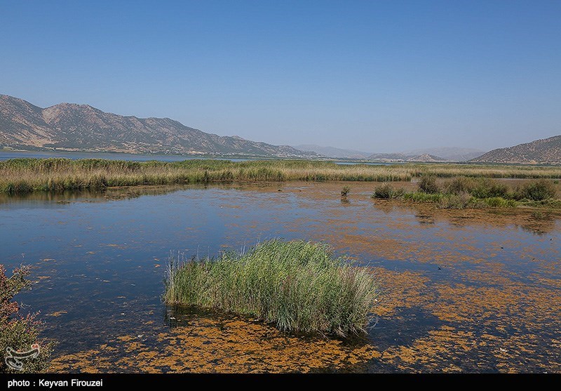 از بی‌تدبیری مدیرکل محیط‌زیست کردستان تا مرگ تدریجی دریاچه زریبار مریوان+تصاویر