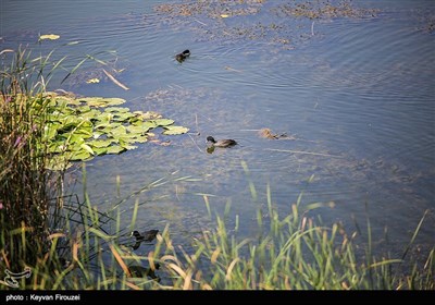 مرگ تدریجی بزرگترین دریاچه آب شیرین ایران