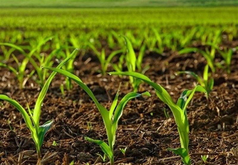 خسارت 650 میلیارد تومانی ‌به حوزه کشاورزی خراسان رضوی وارد شده است