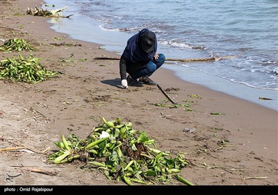 پاکسازی ساحل رودسر از پیشروی گیاه سنبل آبی