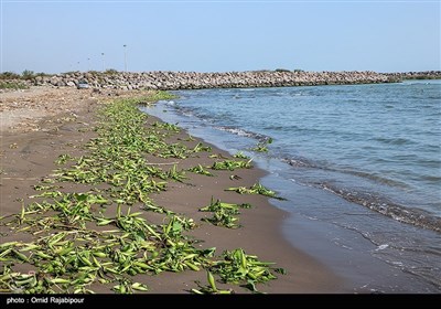 پاکسازی ساحل رودسر از پیشروی گیاه سنبل آبی