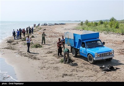 پاکسازی ساحل رودسر از پیشروی گیاه سنبل آبی