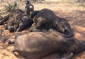 قتل عام 90 فیل در پی خلع سلاح محیط‌بانان بوتساوانا