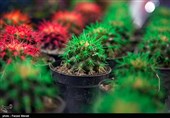 هشتمین نمایشگاه گل و گیاه استان گلستان افتتاح شد