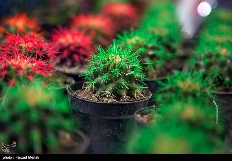 هشتمین نمایشگاه گل و گیاه استان گلستان افتتاح شد