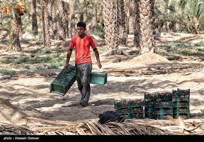 برداشت رطب از نخلستانهای روستای نظرآقا - بوشهر