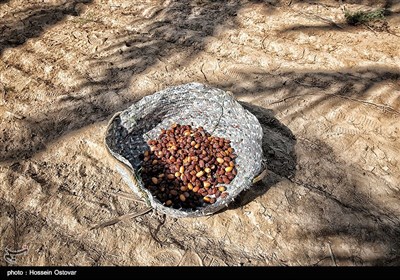 برداشت رطب از نخلستانهای روستای نظرآقا - بوشهر