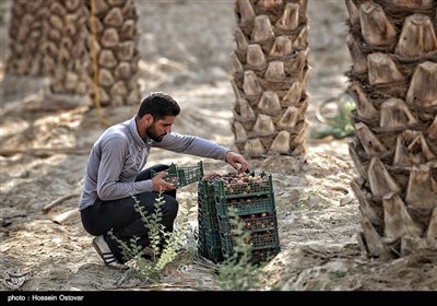 برداشت رطب از نخلستانهای روستای نظرآقا - بوشهر