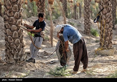 برداشت رطب از نخلستانهای روستای نظرآقا - بوشهر