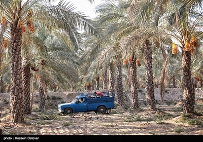 برداشت رطب از نخلستانهای روستای نظرآقا - بوشهر