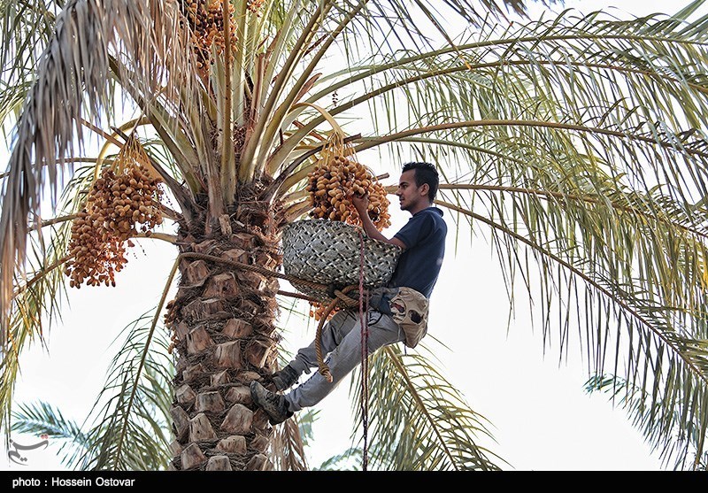 آغاز برداشت محصول «رطب و خارک» از نخلستان‌های استان بوشهر+ تصاویر