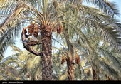26 میلیارد تومان تسهیلات برای اجرای طرحها بخش کشاورزی استان بوشهر پرداخت شد