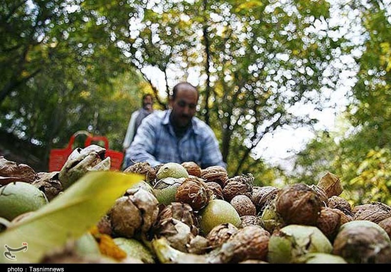 سومین جشنواره &quot;گردو&quot; در تفرش برگزار می‌شود