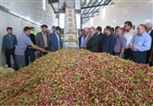 سفر وزیر جهاد کشاورزی به شهرستان دامغان به روایت تصویر