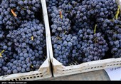 آذربایجان‌غربی|بسترهای صادرات انگور سیاه سردشت از مرز کیله فراهم شد