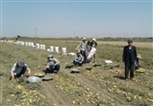 کشاورزان سیب‌زمینی‌کار اردبیلی سیاست‌های اقتصاد مقاومتی را عملا محقق کردند+فیلم