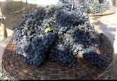 دومین جشنواره ملی انگور سیاه سردشت به روایت تصویر