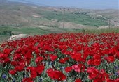 باغدار بیمبالات منطقه حفاظت شده سرخآباد زنجان را به آتش کشید