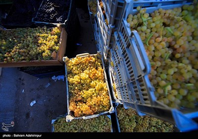 بازار داغ خوشه‌های طلایی در خنکای هوای مشکین‌شهر