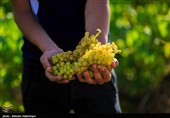 اردبیل| بازار داغ خوشههای طلایی انگور در هوای خنک مشکینشهر+تصاویر