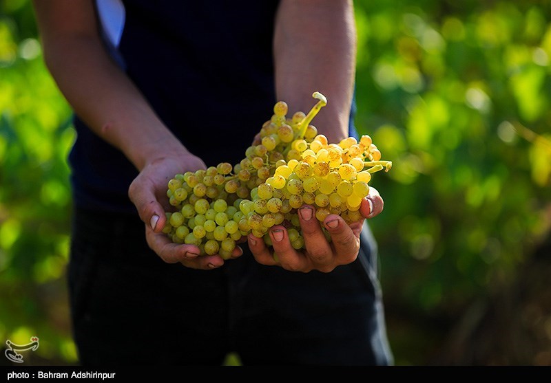 اردبیل| بازار داغ خوشه‌های طلایی انگور در هوای خنک مشکین‌شهر+تصاویر