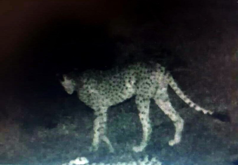 مشاهده 2 یوزپلنگ در بهاباد یزد