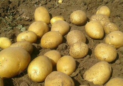 کیا آلو کھانے سے واقعی وزن بڑھتا ہے؟