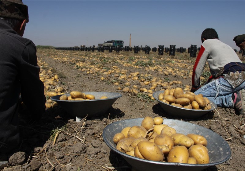 25 هزار هکتار از اراضی اردبیل به کشت سیب‌زمینی اختصاص می‌یابد