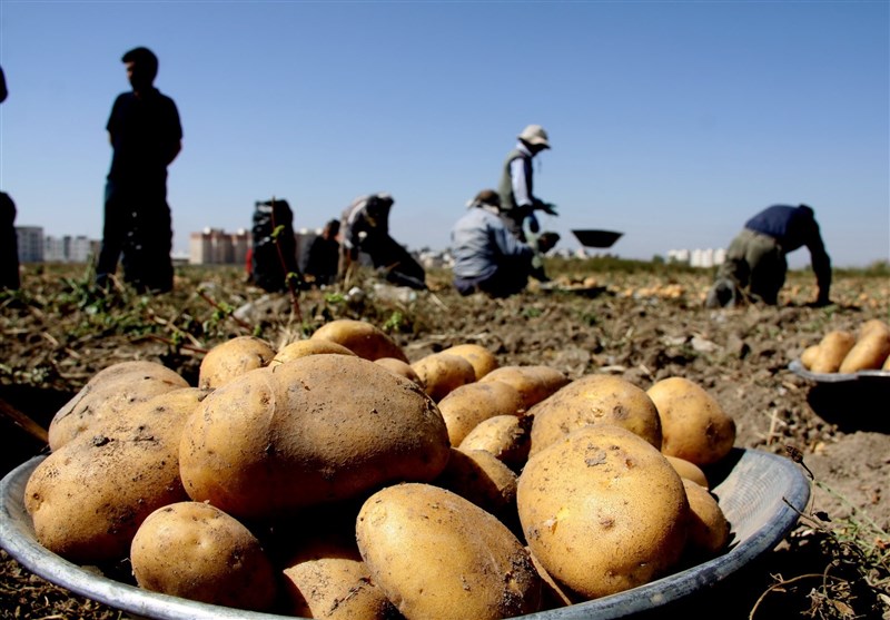 کرمانشاه| ممنوعیت صادرات سیب‌زمینی از 27 مهر ماه اجرا می‌شود