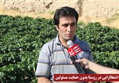 مهاجرت معکوس در ارومیه؛ حکایت 3 برادری که زندگی شهری را رهاکرده و برای اشتغال به روستا بازگشتند+ فیلم